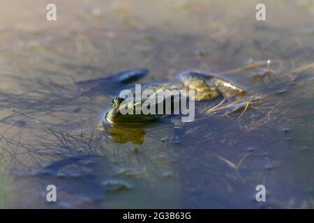 Grüner Frosch Pelophylax cf. Esculentus ridibundus close-up Stockfoto