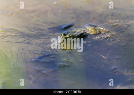 Grüner Frosch Pelophylax cf. Esculentus ridibundus close-up Stockfoto