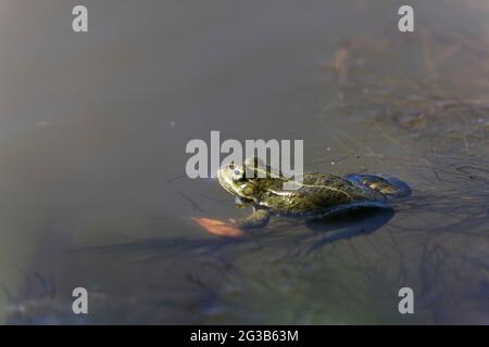 Grüner Frosch Pelophylax cf. Esculentus ridibundus close-up Stockfoto