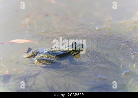 Grüner Frosch Pelophylax cf. Esculentus ridibundus close-up Stockfoto