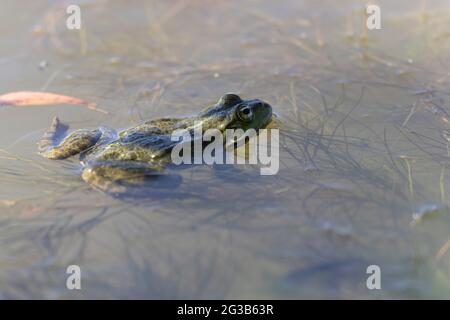 Grüner Frosch Pelophylax cf. Esculentus ridibundus close-up Stockfoto