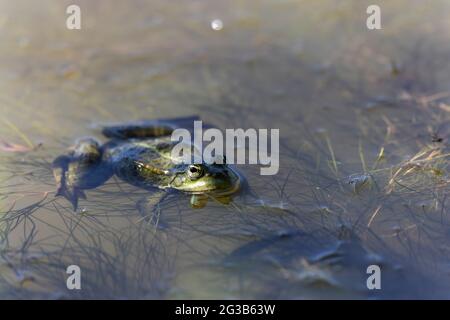 Grüner Frosch Pelophylax cf. Esculentus ridibundus close-up Stockfoto