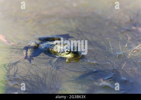 Grüner Frosch Pelophylax cf. Esculentus ridibundus close-up Stockfoto