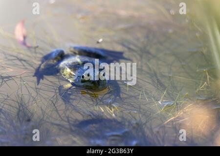 Grüner Frosch Pelophylax cf. Esculentus ridibundus close-up Stockfoto