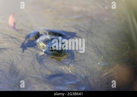 Grüner Frosch Pelophylax cf. Esculentus ridibundus close-up Stockfoto