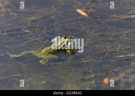 Grüner Frosch Pelophylax cf. Esculentus ridibundus close-up Stockfoto