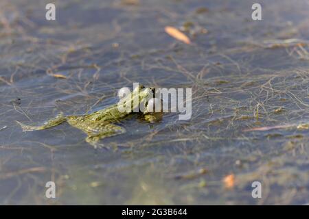 Grüner Frosch Pelophylax cf. Esculentus ridibundus close-up Stockfoto