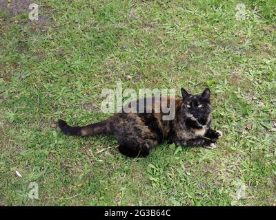Nahaufnahme einer schildpatt gefärbten Katze, die auf einem Rasen ruht Stockfoto