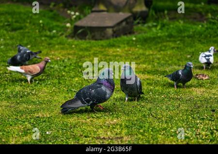 Bunte Sorten von Tauben auf Gras auf dem Friedhof, Edinburgh, Schottland, Großbritannien Stockfoto