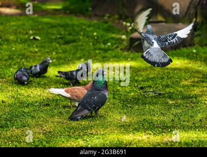 Bunte Sorten von Tauben auf Gras auf dem Friedhof, Edinburgh, Schottland, Großbritannien Stockfoto