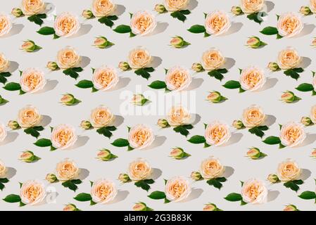 Sommermuster aus frischen Rosen und grünen Blättern auf weißem Hintergrund. Isometrisches Layout. Florale Komposition. Stockfoto