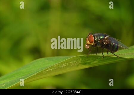 Eine gewöhnliche grüne Flasche fliegen blasen und saugen rosa Blase Flüssigkeit. Stockfoto