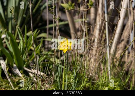 Ein wunderbarer wilder Narzissen im Garten bei der Frühlingssonne Stockfoto