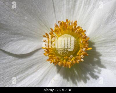 Nahaufnahme eines Blumenzentrums von Anemone sylvestris mit anatomischen Teilen wie Staubgefäßen und Stempeln Stockfoto