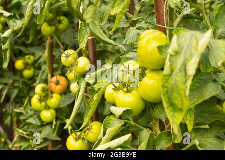 Gewächshaus unreife grüne Tomaten frisches Gemüse. Stockfoto