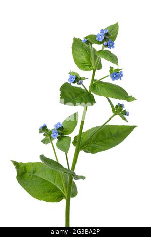 Ganzer frischer Zweig der Anchusa-Pflanze mit blauen Blüten auf weißem Hintergrund Stockfoto