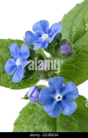 Ganzer frischer Zweig der Anchusa-Pflanze mit blauen Blüten in Nahaufnahme auf weißem Hintergrund Stockfoto