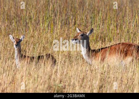 Zwei weibliche rote Lechwe-Antilope (Kobus leche) in der Xakanixa-Region des Okavango-Deltas im Norden Botswanas. Stockfoto