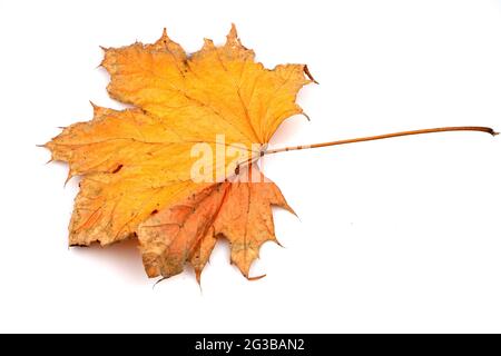 Bunter Herbst Ahornblatt isoliert auf weißem Hintergrund Stockfoto