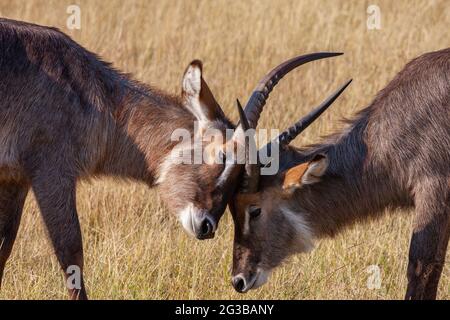 Zwei junge männliche Waterbuck (Kobus ellipsiprymnus) kämpfen im Gebiet Savuti in Botswana. Stockfoto