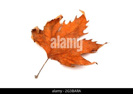 Herbst vergilbtes Ahornblatt. Isoliert auf weißem Hintergrund Stockfoto