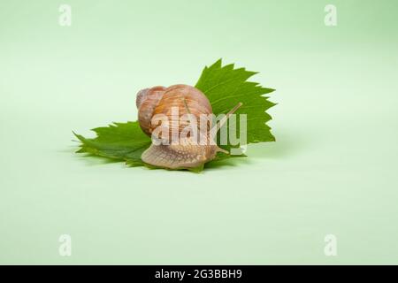 Traubenschnecke auf einem grünen Blatt aus nächster Nähe. Stockfoto