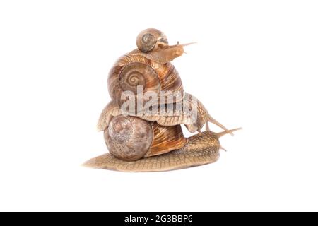 Familie von Traubenschnecken isoliert auf weißem Hintergrund. Stockfoto