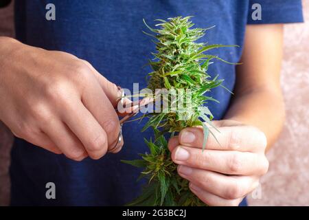 Blätter aus den Knospen von Marihuana schneiden, Cannabispflanze trimmen. Stockfoto