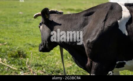 Schwarz-weiße Kuh auf einer Sommerweide frisst ein Gras. Stockfoto
