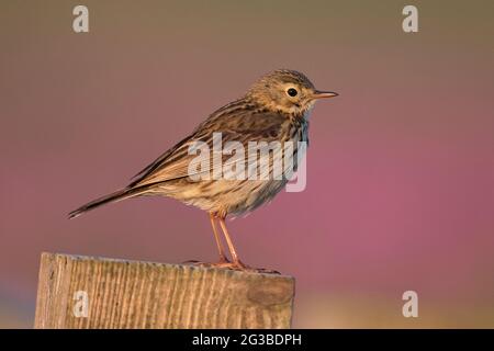 Wiese Pieper (Anthus Pratensis) Stockfoto