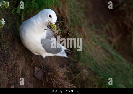 Dreizehenmöwe (Rissa Tridactyla) Stockfoto