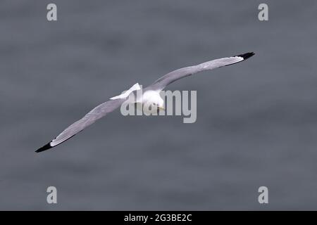 Dreizehenmöwe (Rissa Tridactyla) Stockfoto