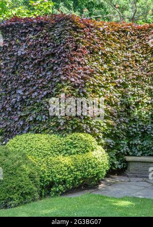 Eine Hecke aus Kupferbuche (Fagus sylvatica Purpurea) im Sommer. Stockfoto