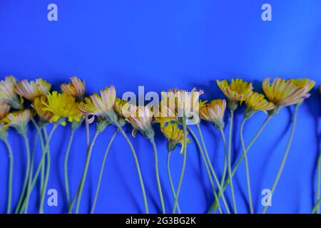 Blick auf den Winter am sonnigen Tag vom Holzfenster mit blauen Vorhängen. Inneneinrichtung. Fensterdesign Stockfoto