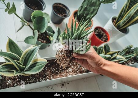 Home Gartenarbeit Frau Pflanzen neue Sukulente Hawthoria-Pflanze in Wohnung Indoor-Garten-Pflanzer. Verpflanzen wurzelgebundener Pflanzen in Blumenerde Stockfoto