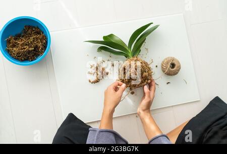 Kokedama DIY Hause Handwerk Frau Herstellung Orchidee Luft Pflanze hängen japanische Kugel mit sphagnum Moos und Seil. Gartenarbeit in der Wohnung Stockfoto