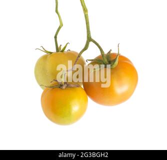 Zweig mit braunen unreifen Tomaten auf weißem Hintergrund, isolieren, Nahaufnahme. Landwirtschaft Stockfoto