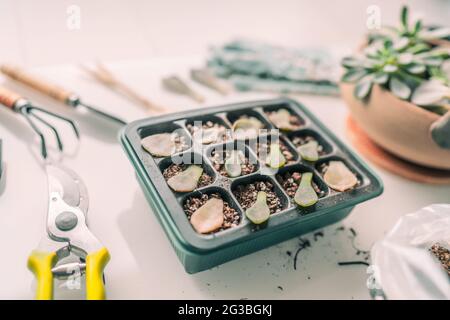 Pflanzenvermehrung DIY Gartenarbeit. Sukkulente Blatt wächst zu Hause Pflanzung Sukkulenten Blätter in Propagator Tablett zum Keimen. Innengarten Stockfoto