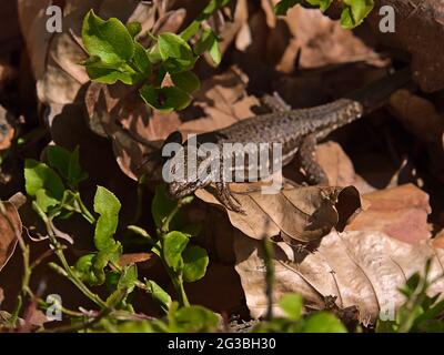 Nahaufnahme der gemeinen Mauereidechse (podarcis muralis), die an einem sonnigen Frühlingstag im Pfälzerwald auf verwelkten Blättern zwischen einem Heidelbeerbusch sitzt. Stockfoto