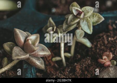 Sukulente Pflanze neue Pflanzen aus dem Vermehrungswachstum von Graptopetalum Vera Higgins. Gartenarbeit zu Hause Stockfoto