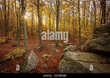 Buchenwald in der Pla de Molladius im Herbst (Santa Fe de Montseny, Barcelona, Katalonien, Spanien) ESP: Hayedo en el Pla de Molladius en otoño. España Stockfoto