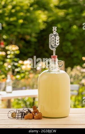 Hausgemachter Holunderblütenchampagner, der in Demijohn auf einem Holztisch gärt und im Hintergrund ein unfokussierten Garten hat. Stockfoto