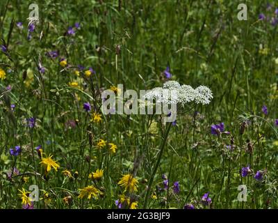 Schöne blühende Wiese mit Schwalbenkraut (heracleum sphondylium) mit weißer Blüte, umgeben von Gras und gelben und violetten Blüten im späten Frühjahr. Stockfoto