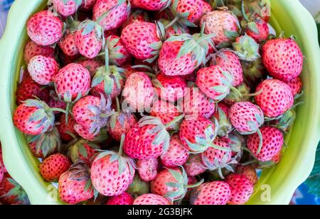 Nahaufnahme von frischen Bio-Erdbeeren Stockfoto
