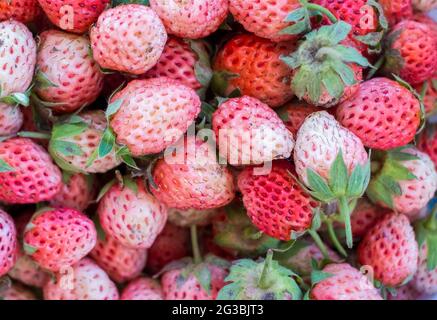 Nahaufnahme von frischen Bio-Erdbeeren Stockfoto