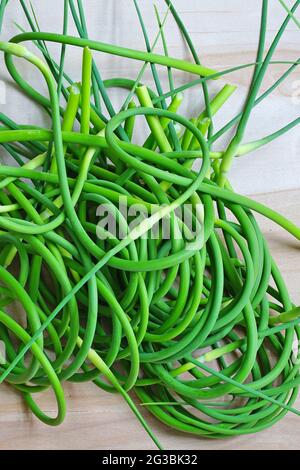 Blumensträuße frisch gepflückte grün Knoblauch scape Stiele Stockfoto