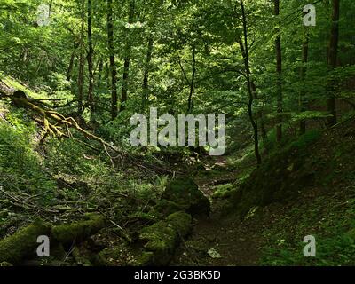 Wanderweg durch schöne Schlucht bei Lichtenstein, Schwäbische Alb, Deutschland mit dichter grüner Vegetation von Pflanzen und Bäumen an sonnigen Tagen. Stockfoto