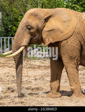 Ein Elefant. Stockfoto