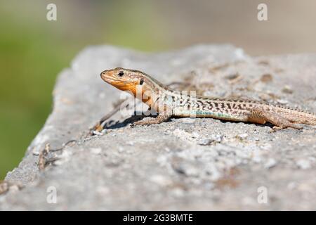 Griechische Felseneidechse (Hellenolacerta graeca) erwachsenes Männchen, das sich in der Sonne auf einem Felsen sonnt, Kalamata, Messinia, Griechenland Stockfoto