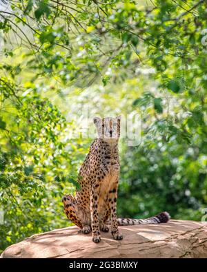 Ein Gepard sitzt auf einem Felsen mit viel Grün dahinter. Stockfoto